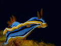   African Chromodoris  